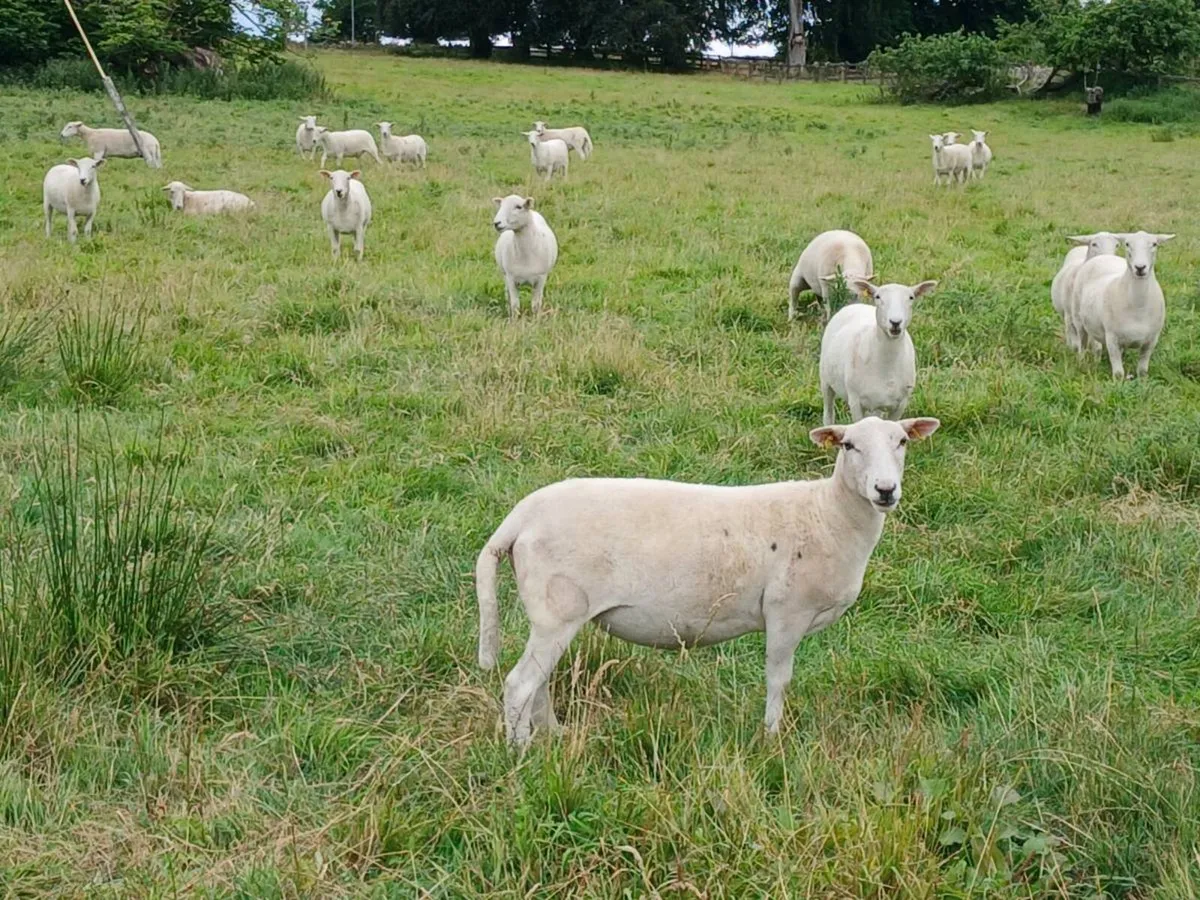 Organic Easycare Hoggets - Image 3