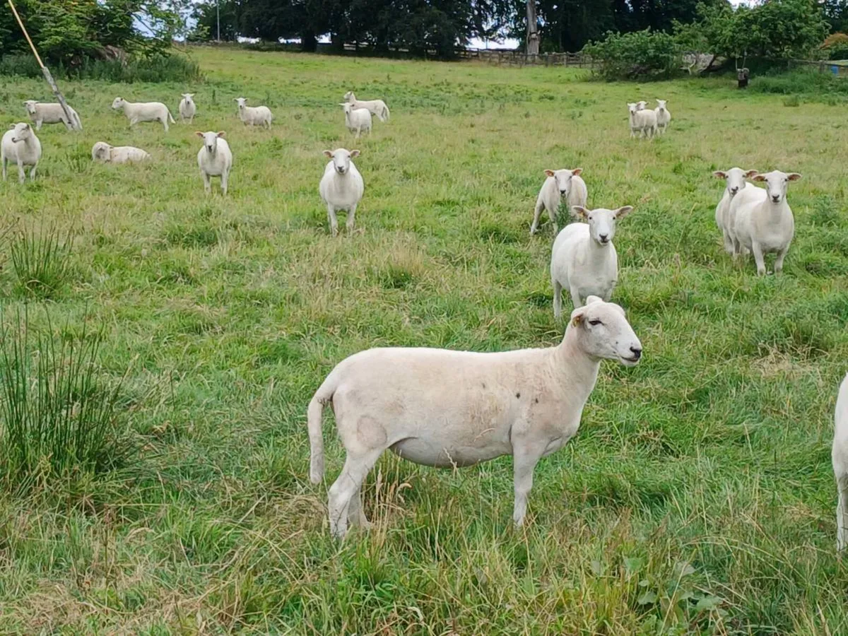 Organic Easycare Hoggets - Image 4