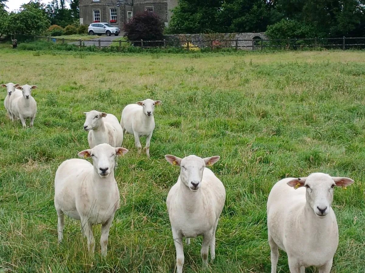 Organic Easycare Hoggets - Image 2