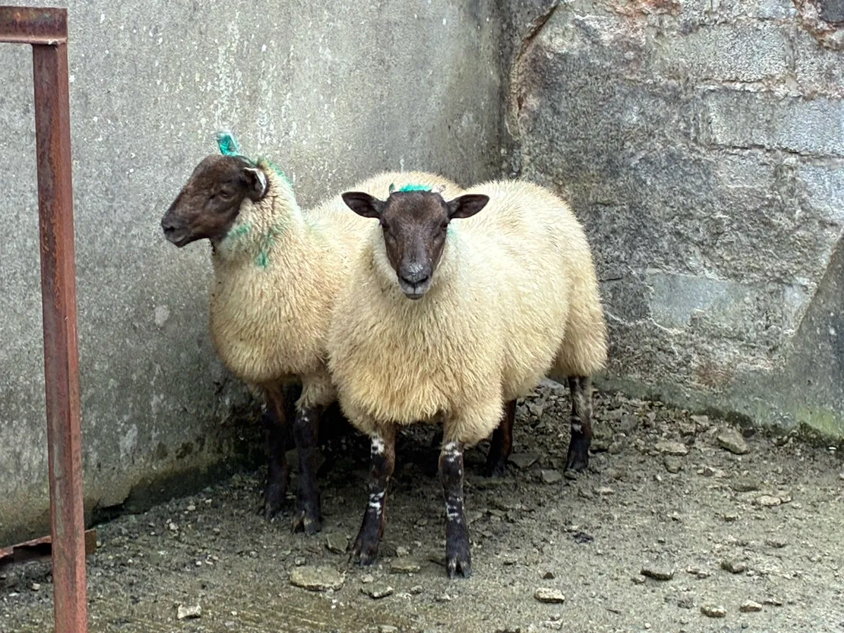 Charlollais crossed ewe lambs - Image 4