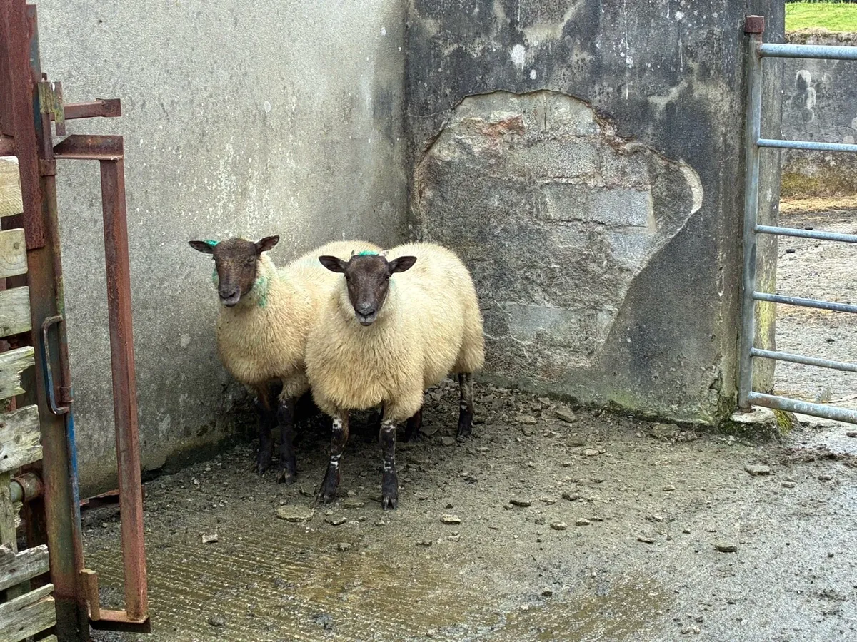 Charlollais crossed ewe lambs - Image 2