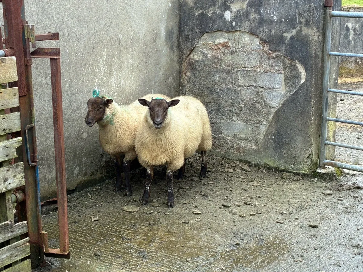 Charlollais crossed ewe lambs - Image 3