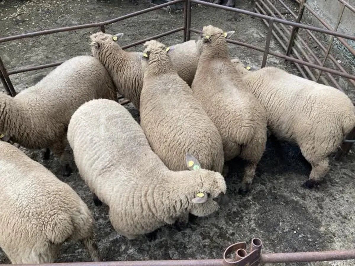 Landmark Vendeen ewes - Image 1