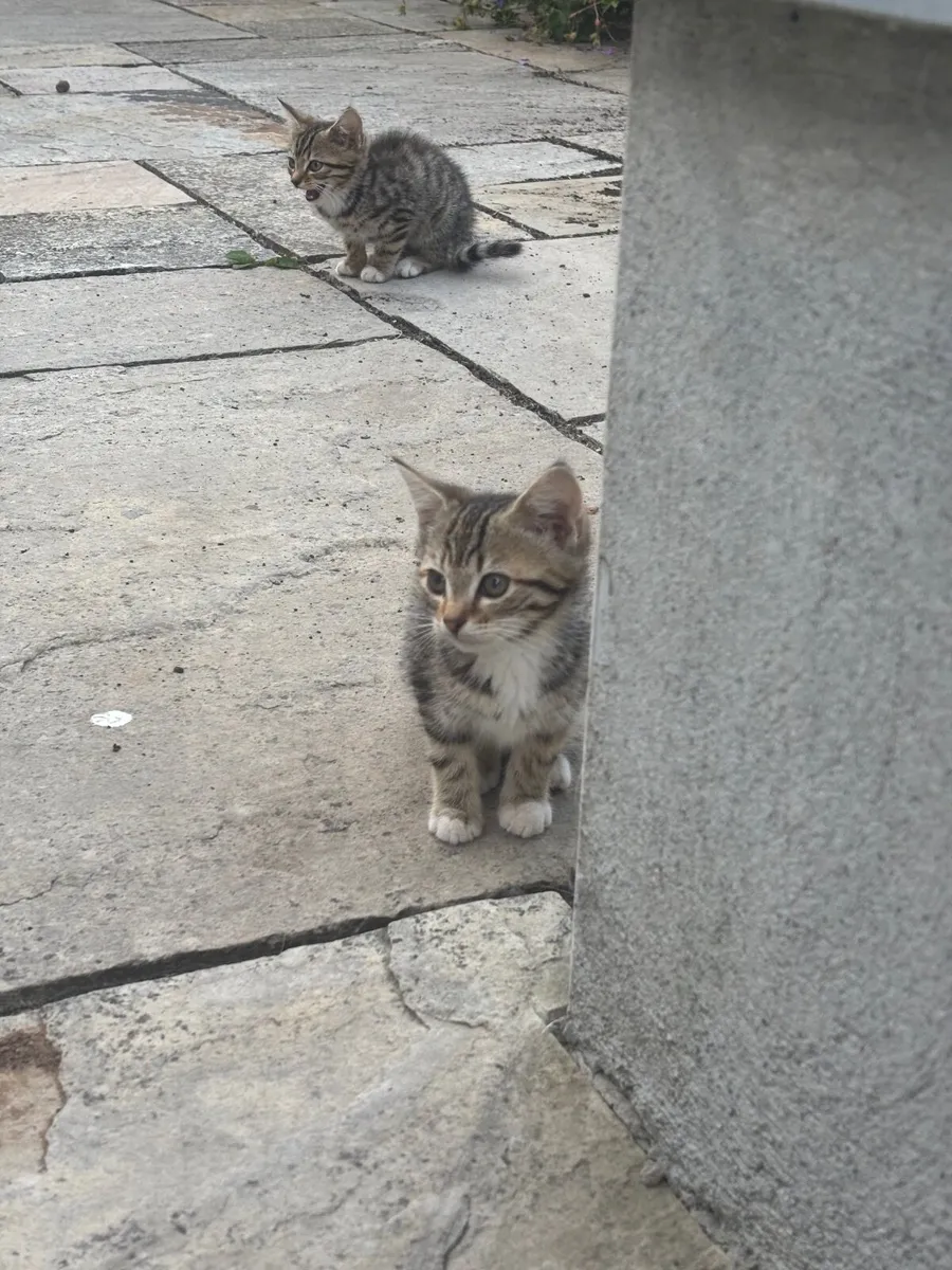 Kittens - Image 1