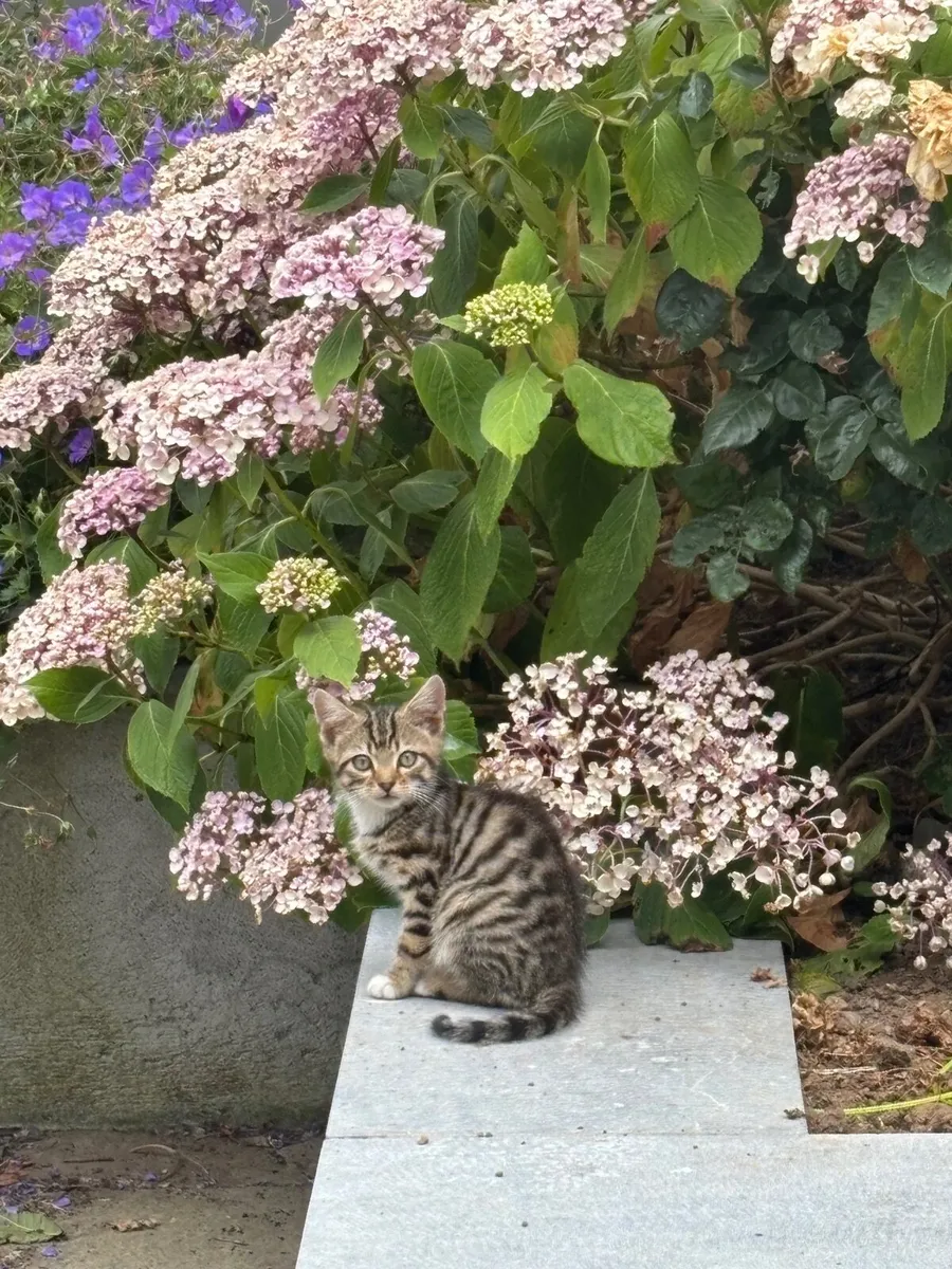 Kittens - Image 2