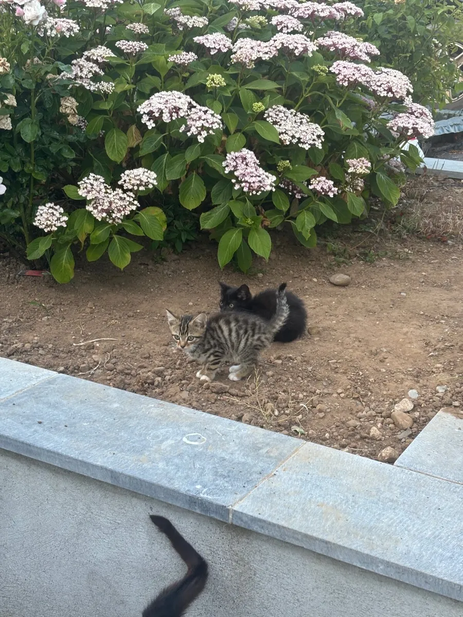 Kittens - Image 3