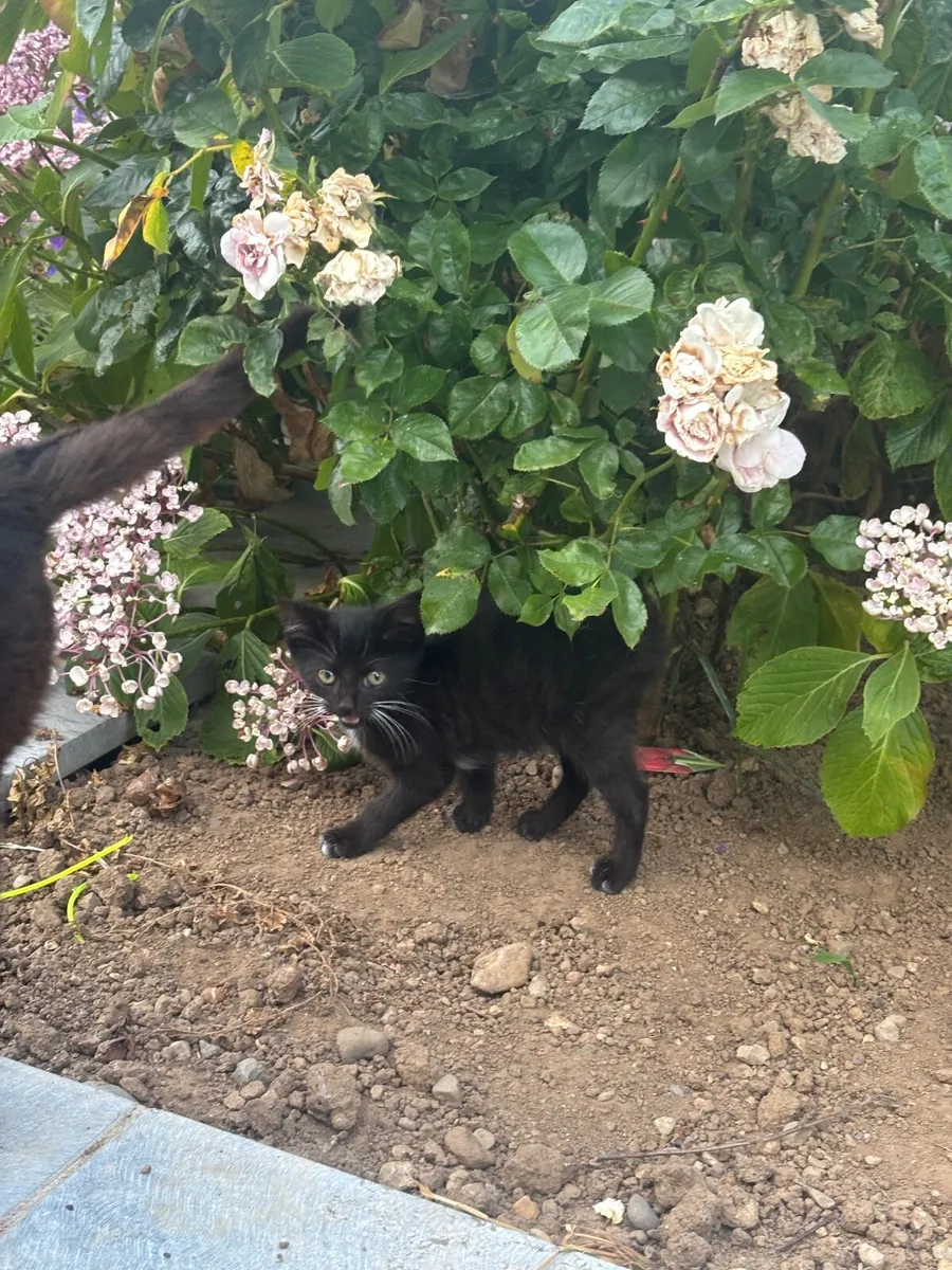 Kittens - Image 4