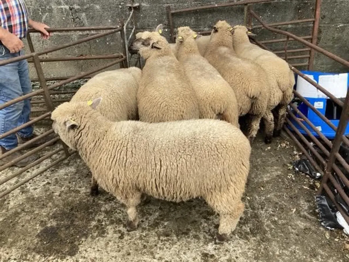 Landmark Vendeen ewes - Image 2