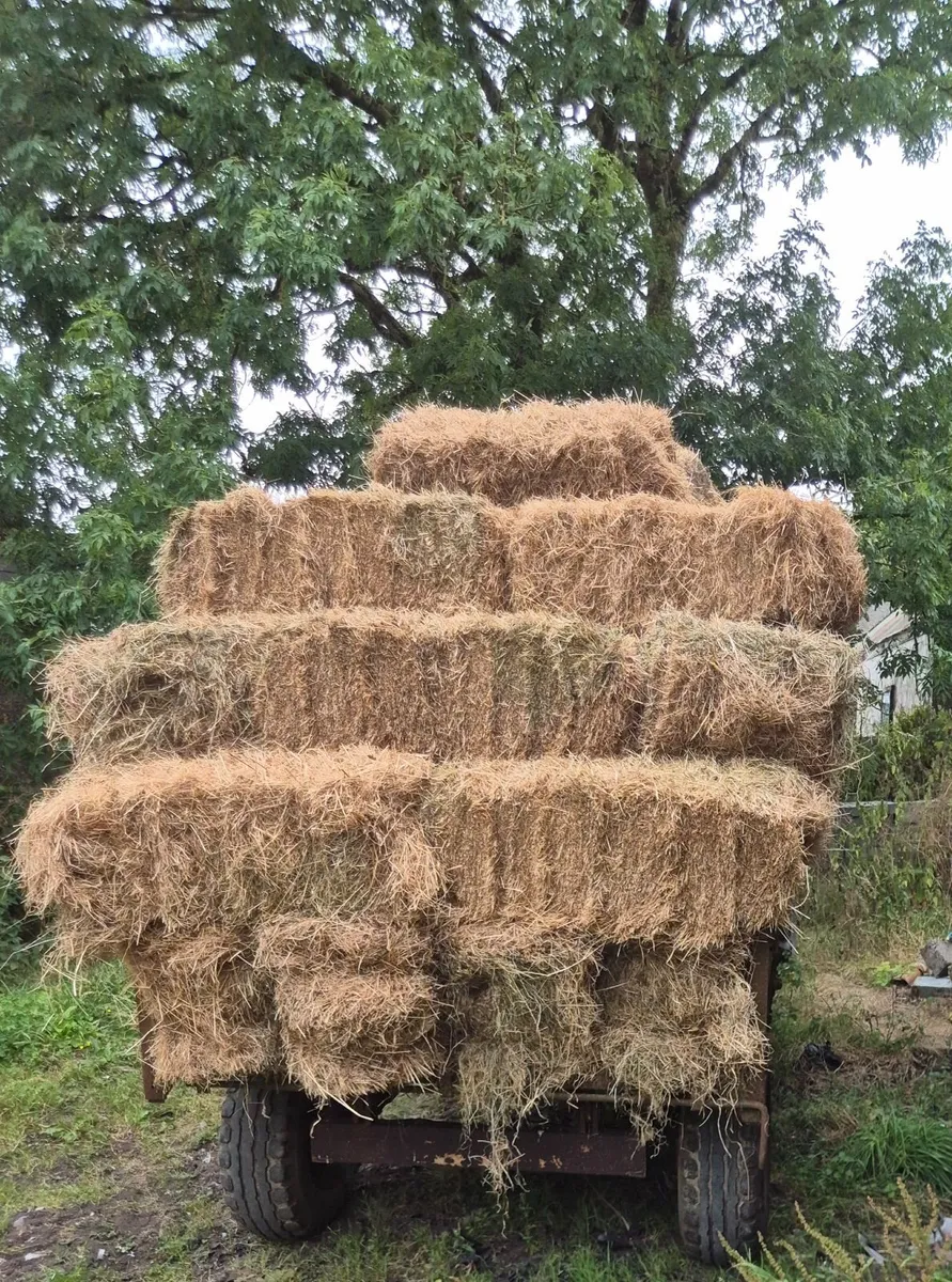 Square Bales of Hay - Image 1