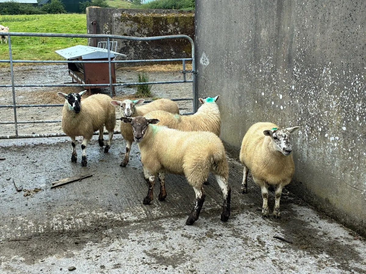 Texel cross ewe lambs - Image 1