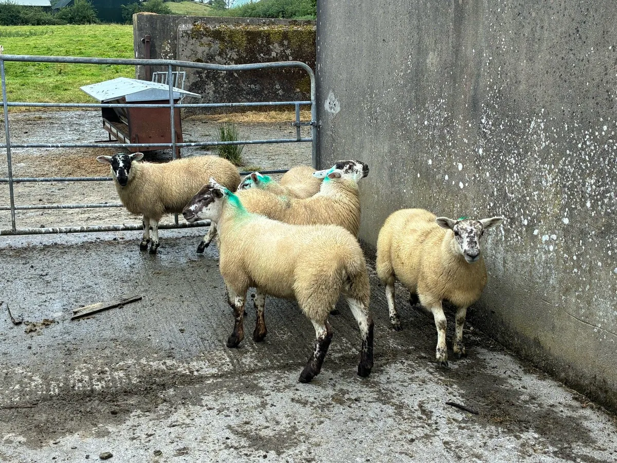 Texel cross ewe lambs - Image 2