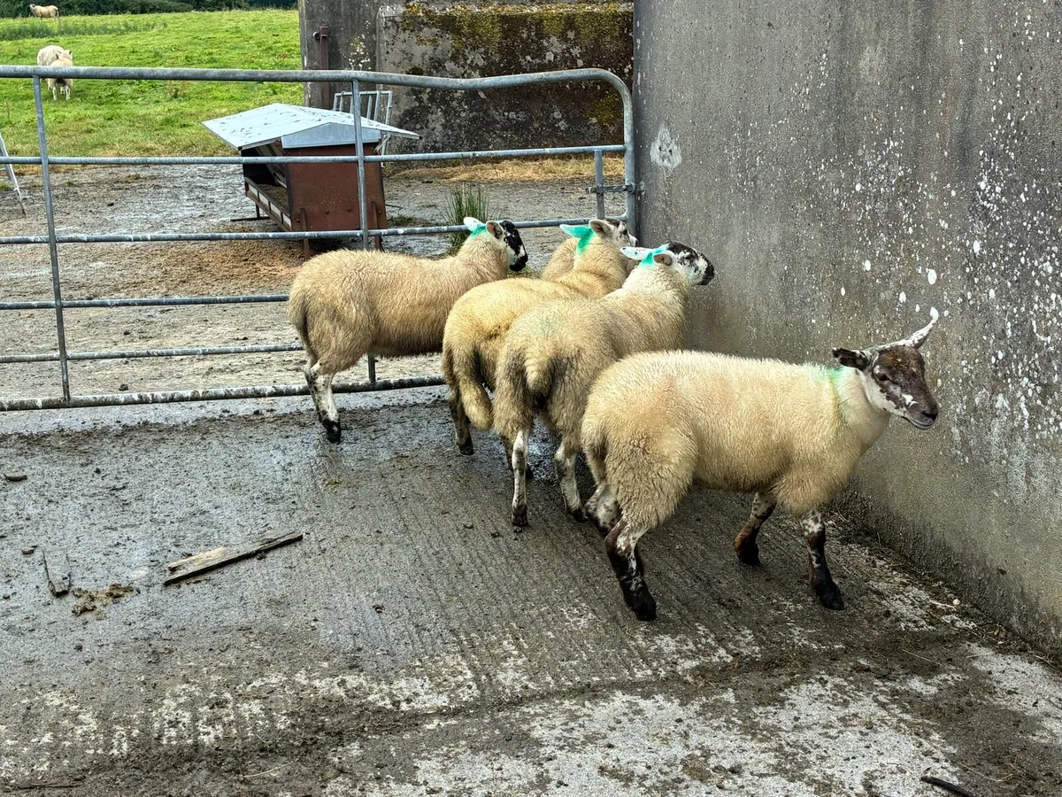 Texel cross ewe lambs - Image 3