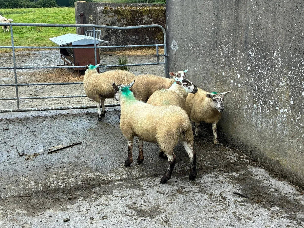 Texel cross ewe lambs - Image 4