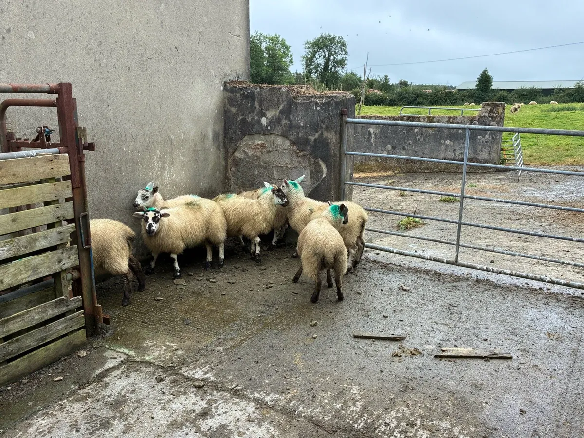 7 Ewe lambs - Image 1