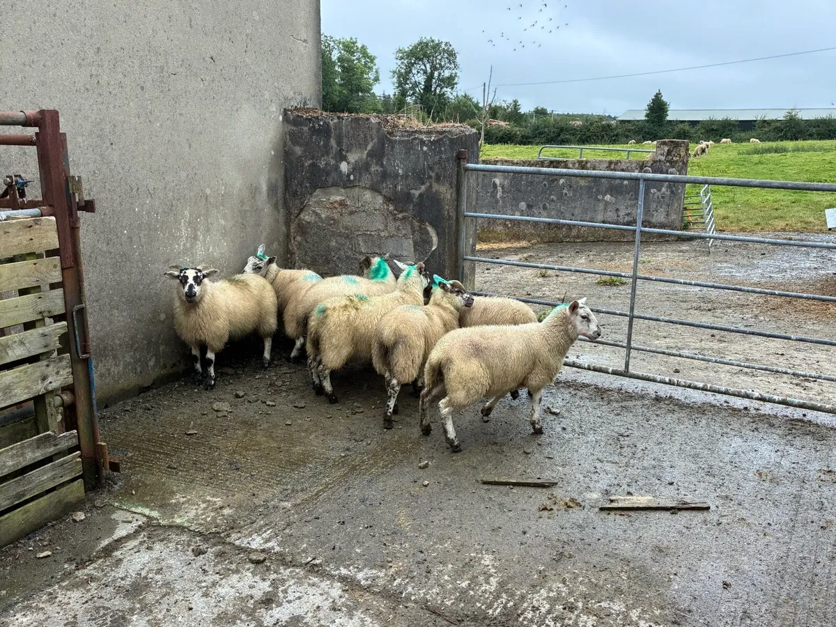 7 Ewe lambs - Image 2