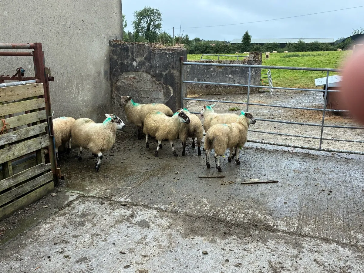 7 Ewe lambs - Image 3
