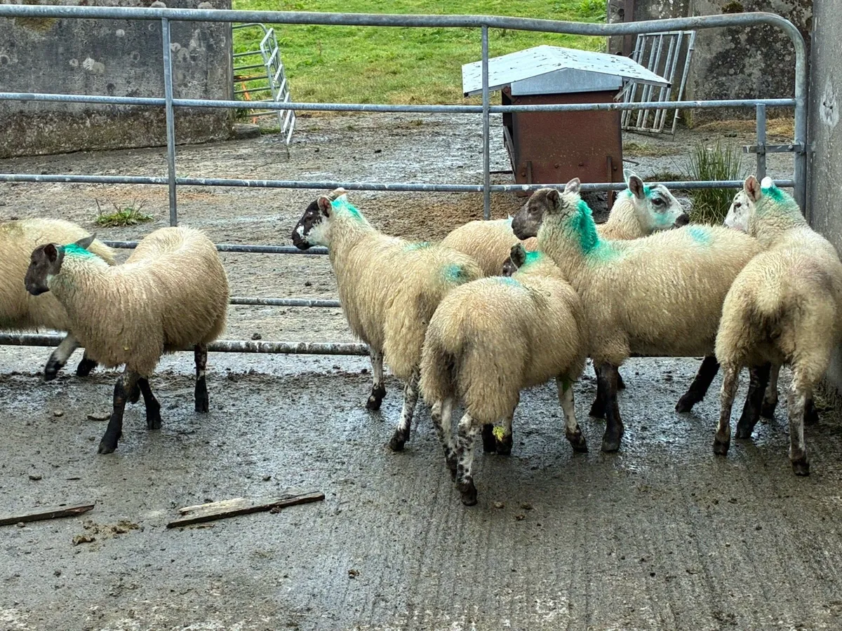 7 Ewe lambs - Image 4