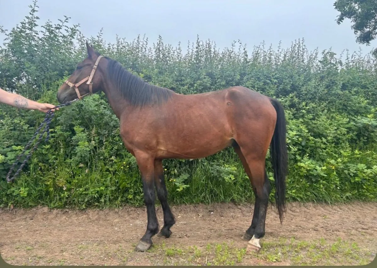 Horse - Image 1