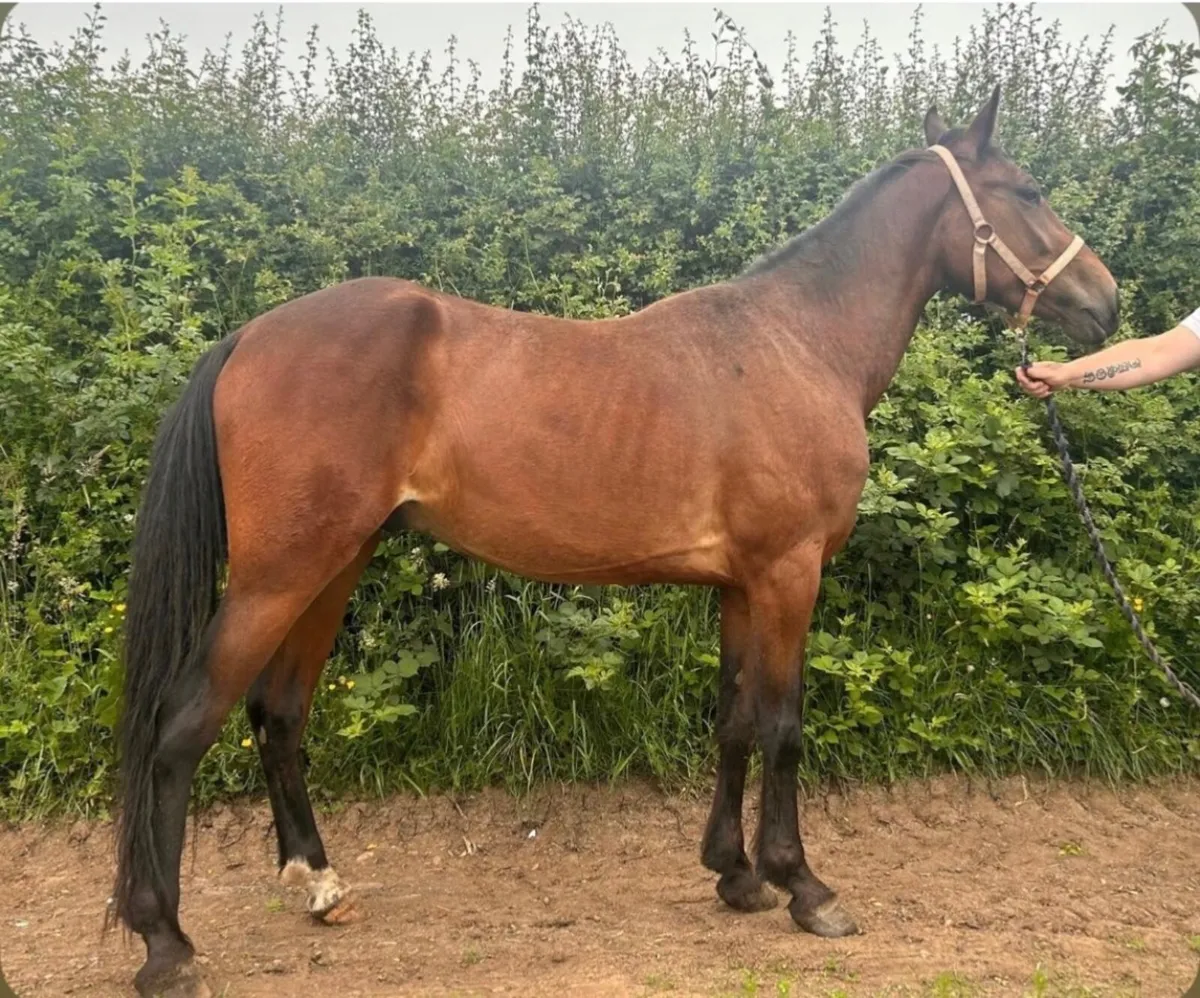 Horse - Image 2