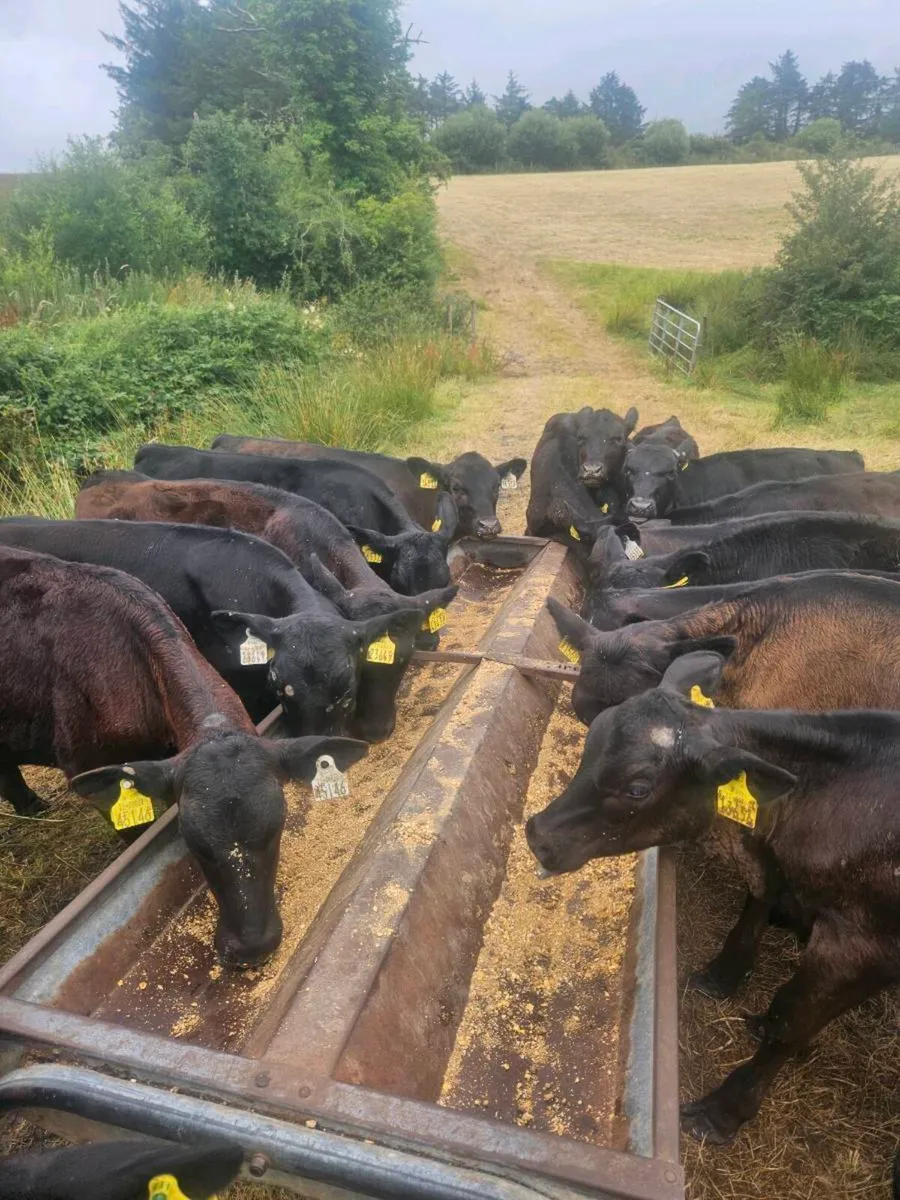 20 Angus Heifers - Image 3
