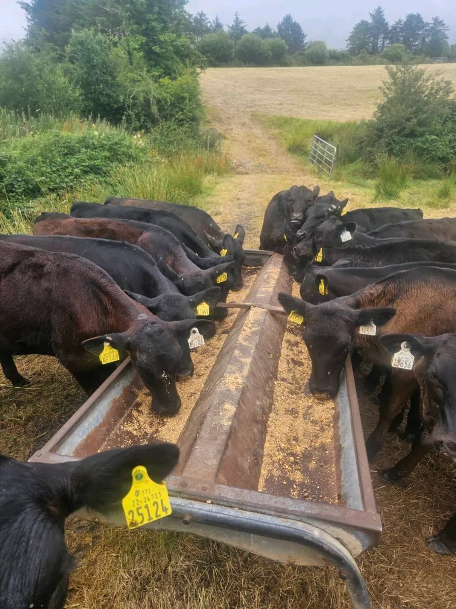 20 Angus Heifers - Image 4