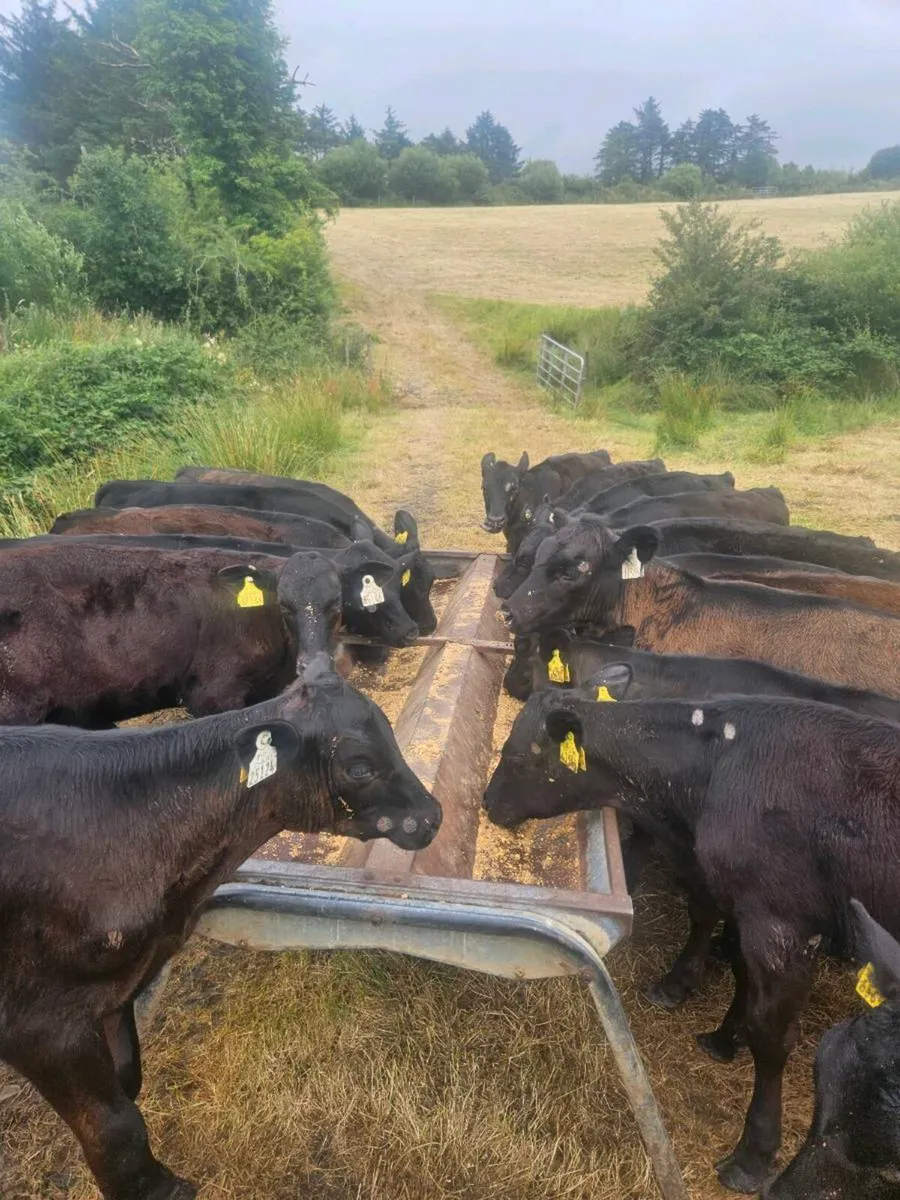 20 Angus Heifers - Image 1
