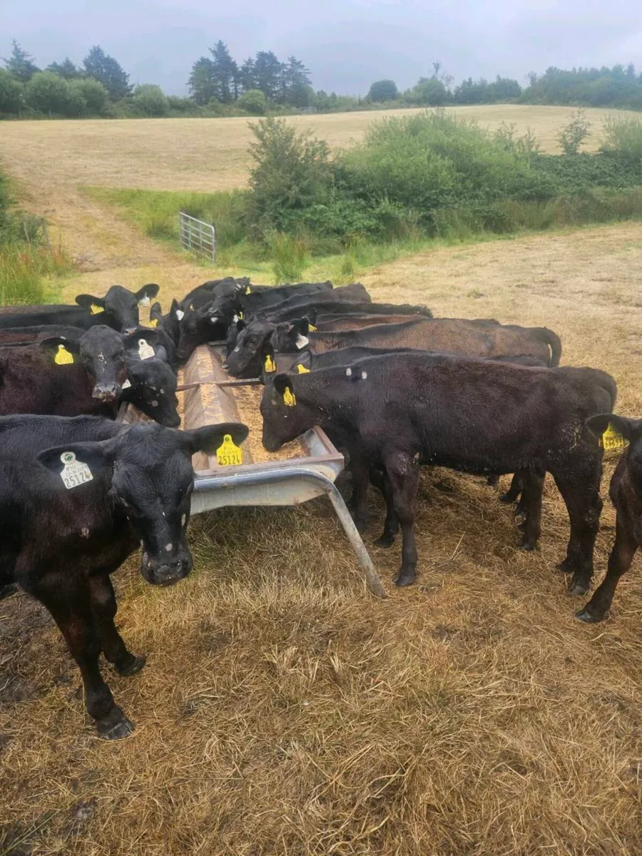 20 Angus Heifers - Image 2