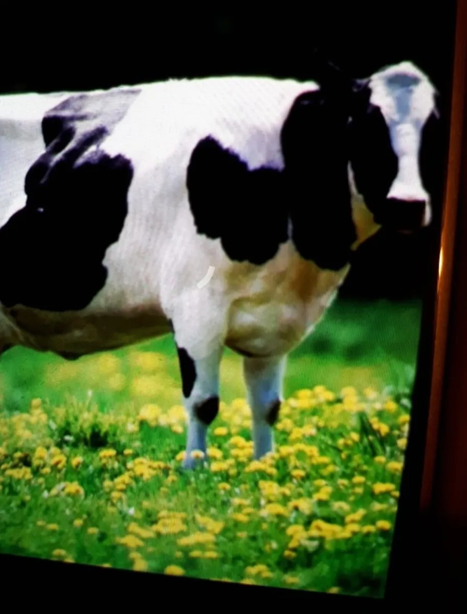 Cows - Image 1