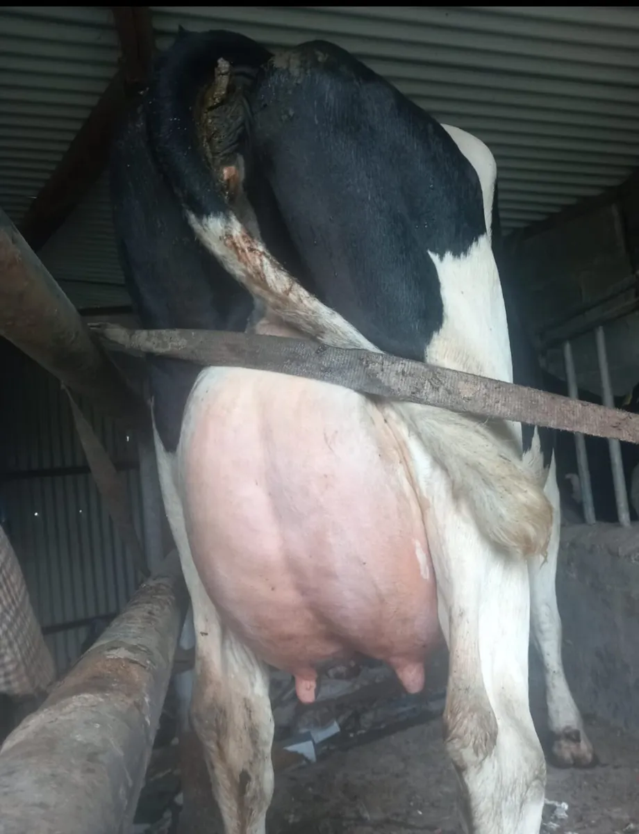 Cows - Image 2