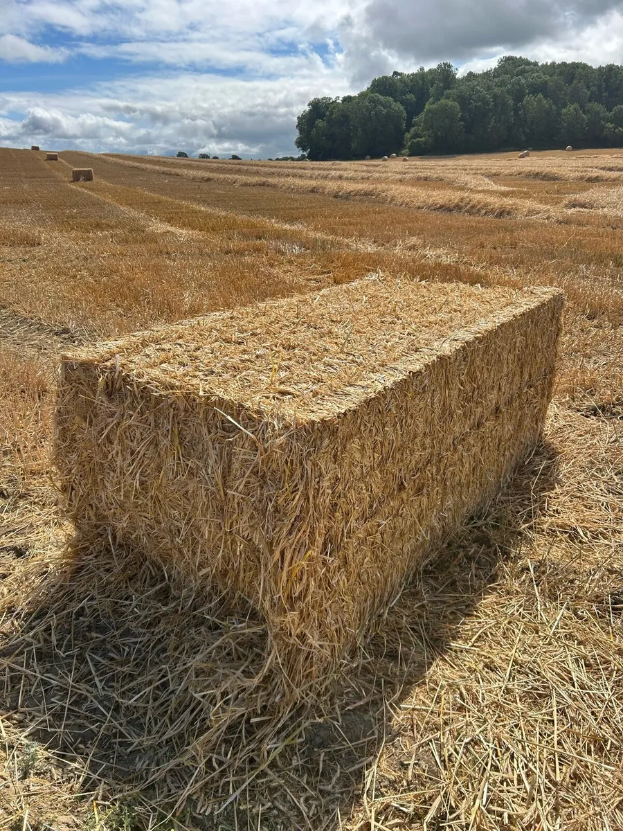 Wheaten & Rye Straw - Image 1