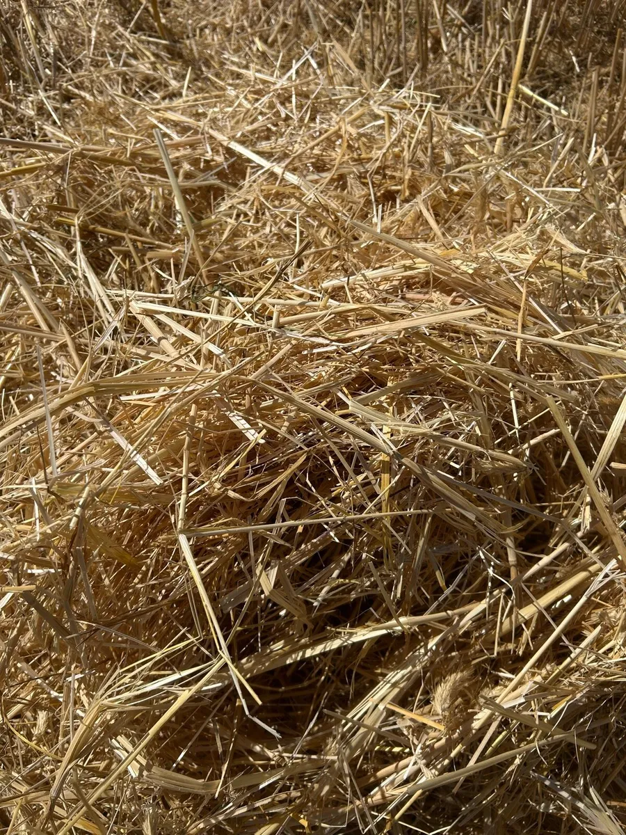 Wheaten & Rye Straw - Image 2