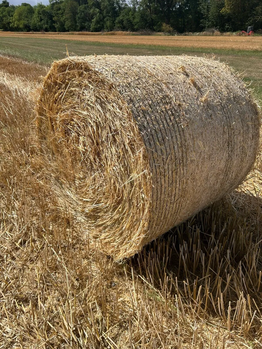 Wheaten & Rye Straw - Image 3