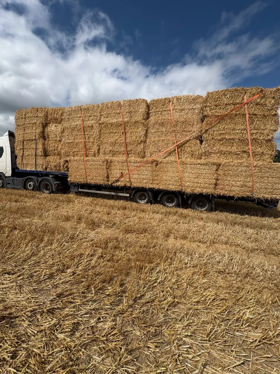 Chopped wheat straw in 8x4x3 bales - Image 1