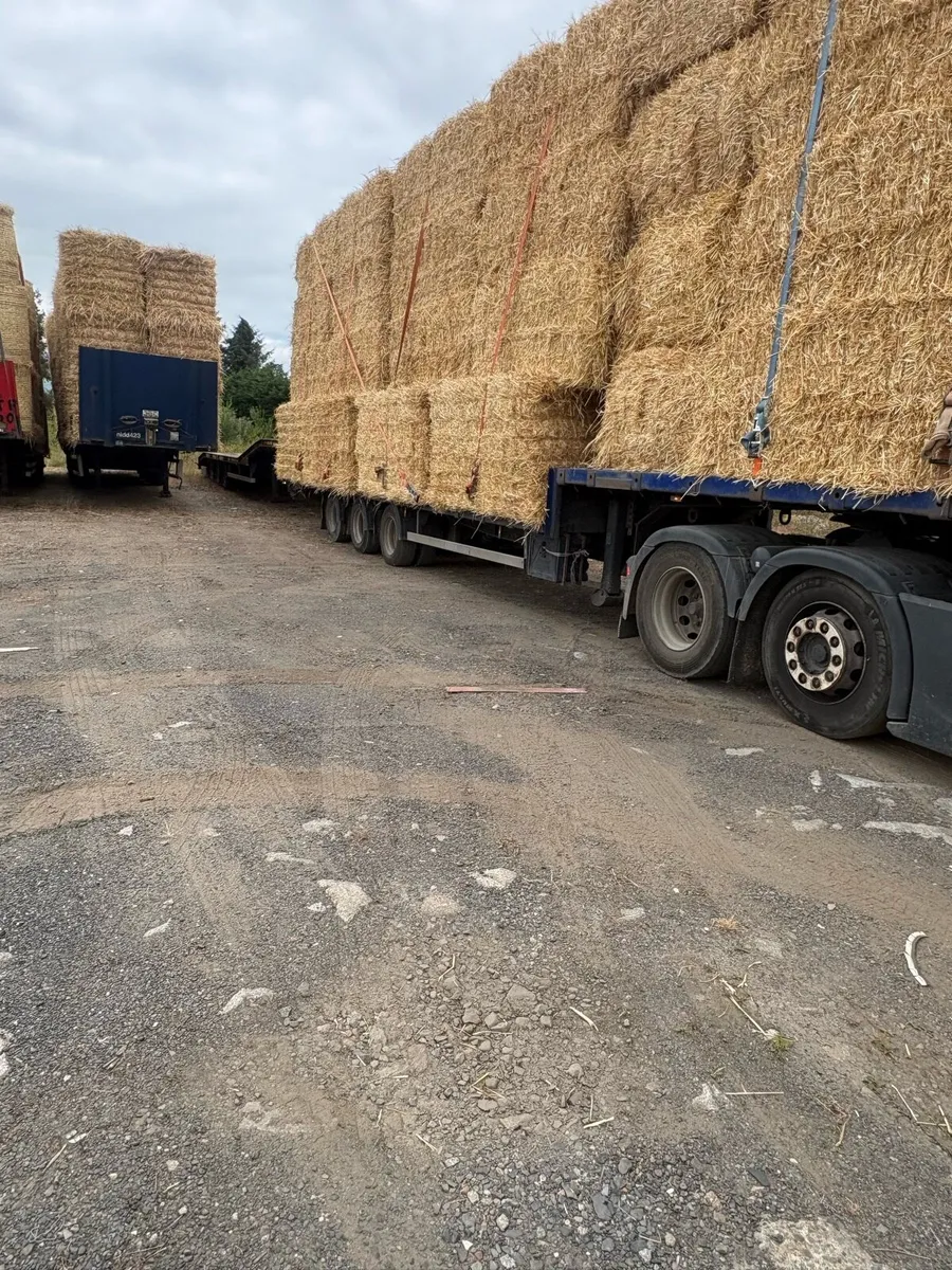 Chopped wheat straw in 8x4x3 bales - Image 3