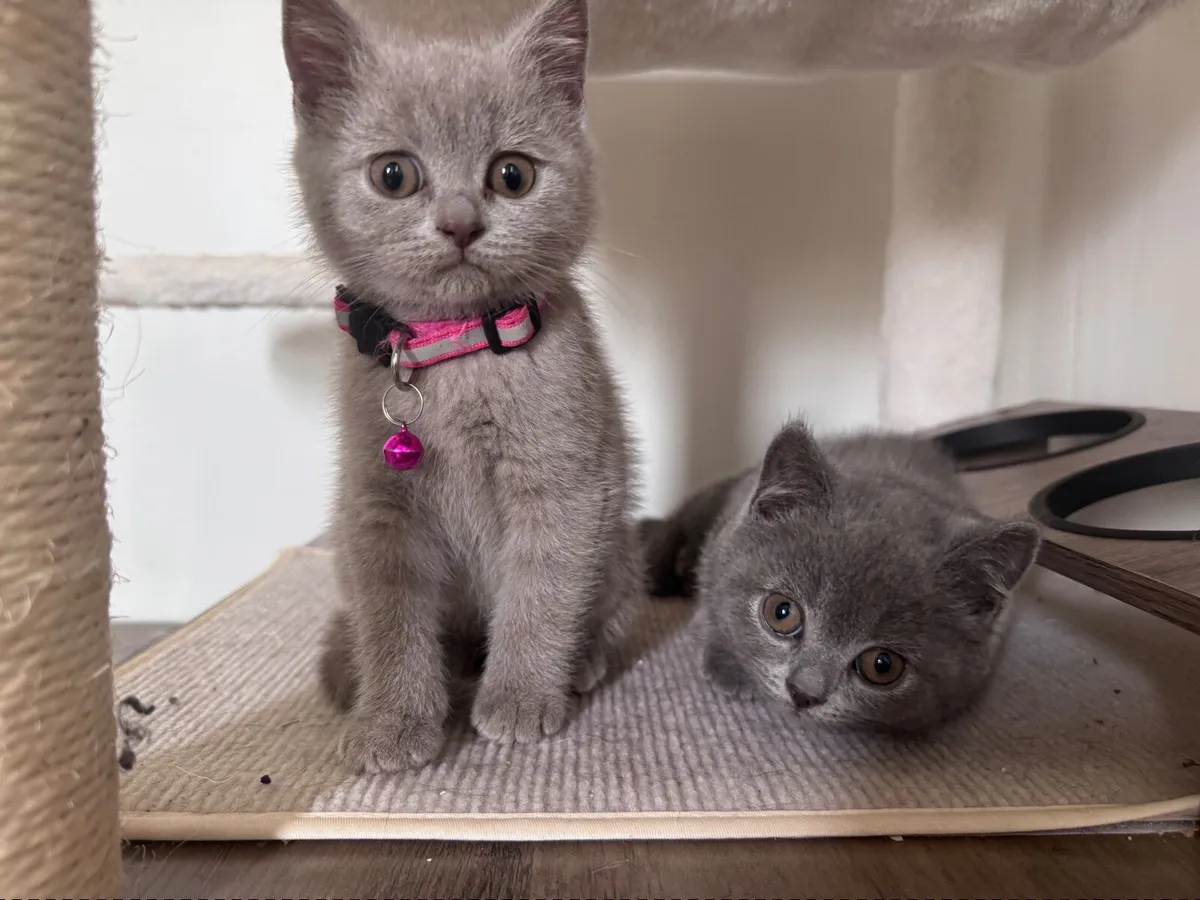 British Shorthair Kittens - Image 3