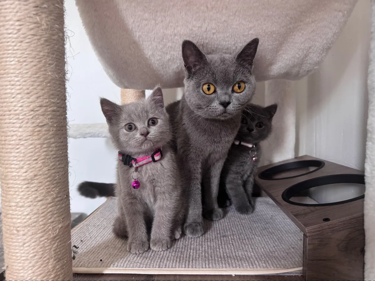 British Shorthair Kittens - Image 4