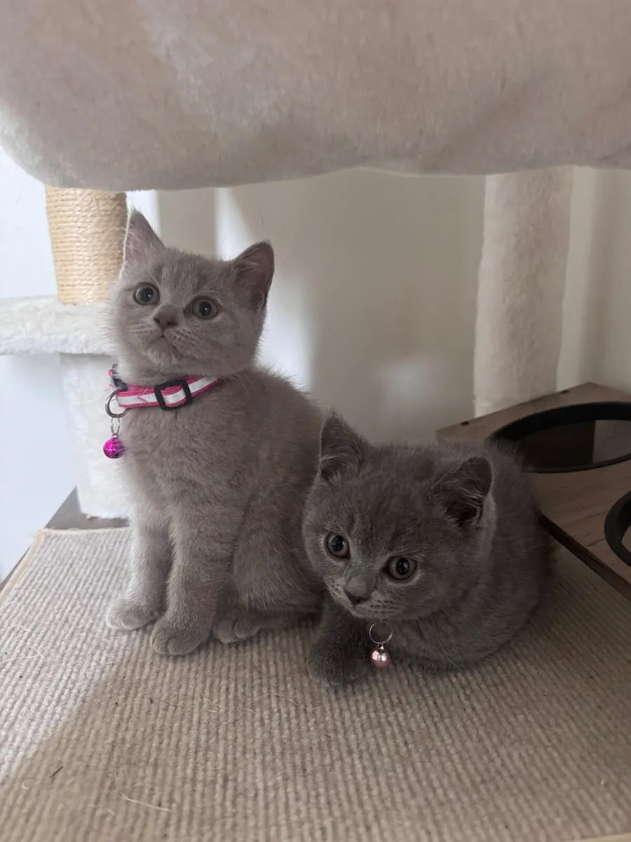 British Shorthair Kittens - Image 1