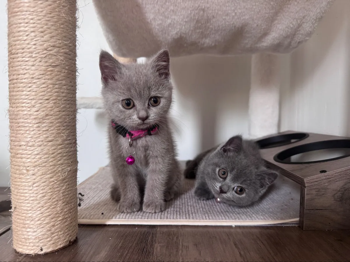 British Shorthair Kittens - Image 2