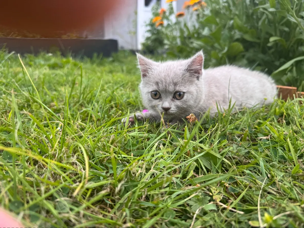 British Shorthair Kitten Lilac Colour Female - Image 2