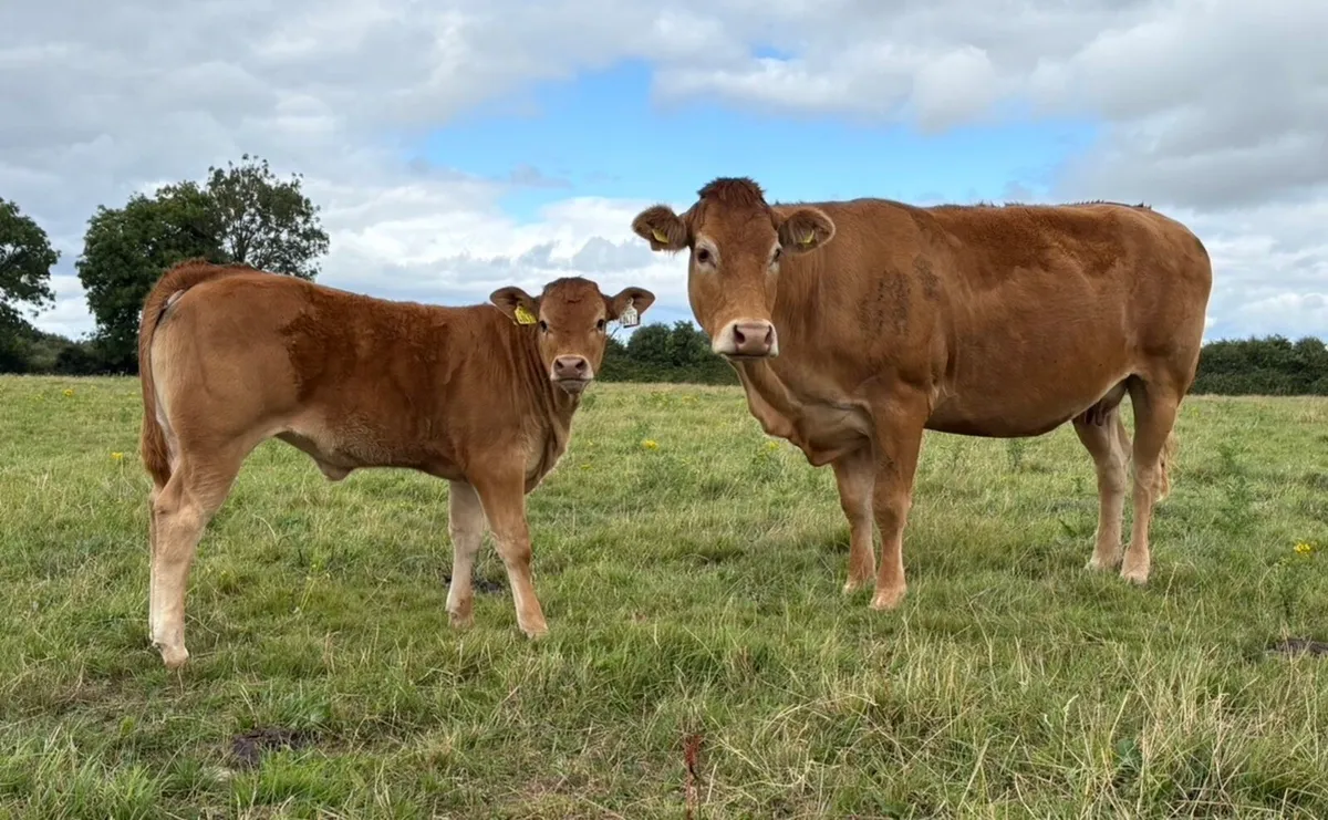 Pedigree limousine Cow and calf Incalf to Mccabe - Image 1