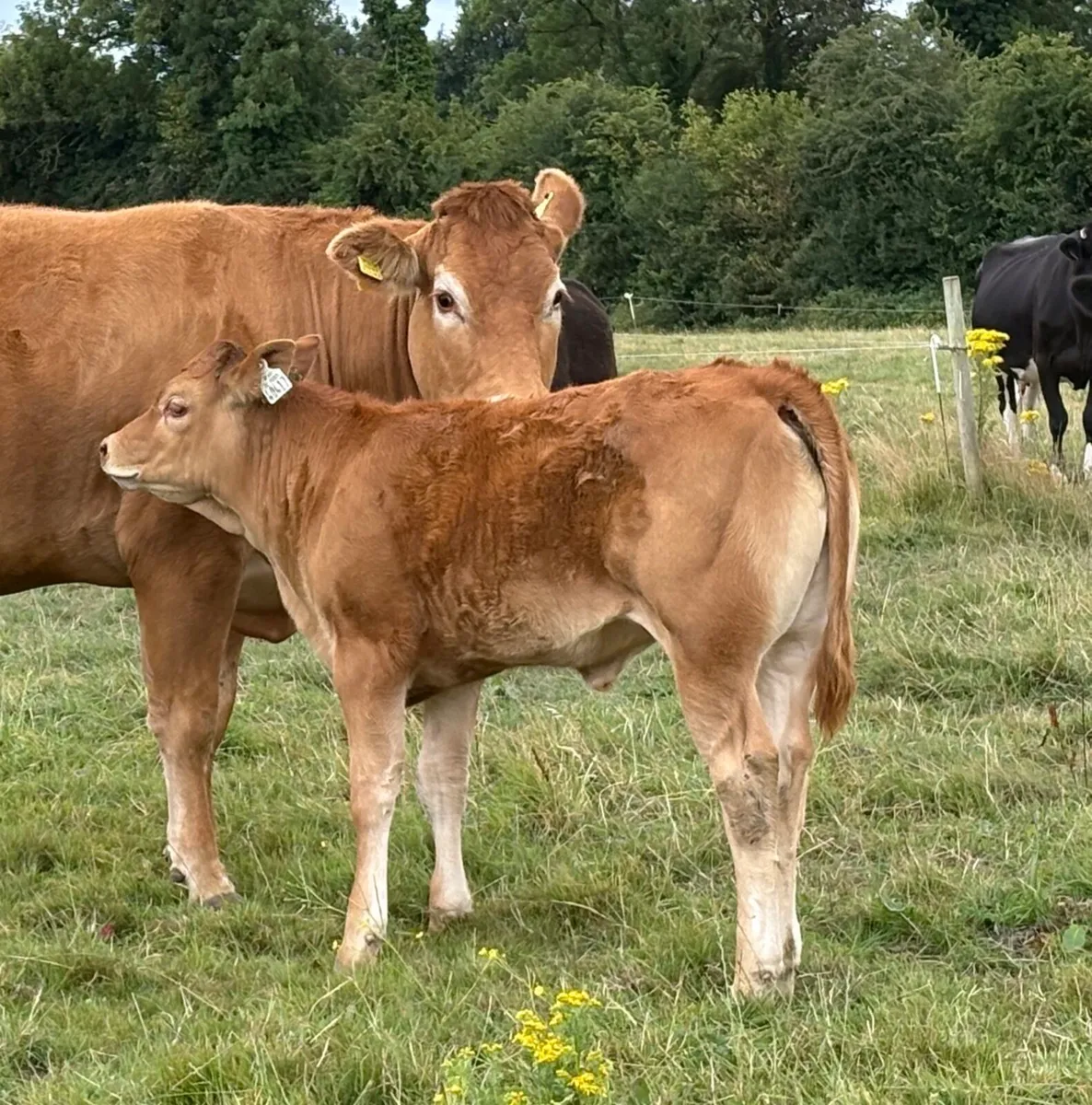 Pedigree limousine Cow and calf Incalf to Mccabe - Image 3