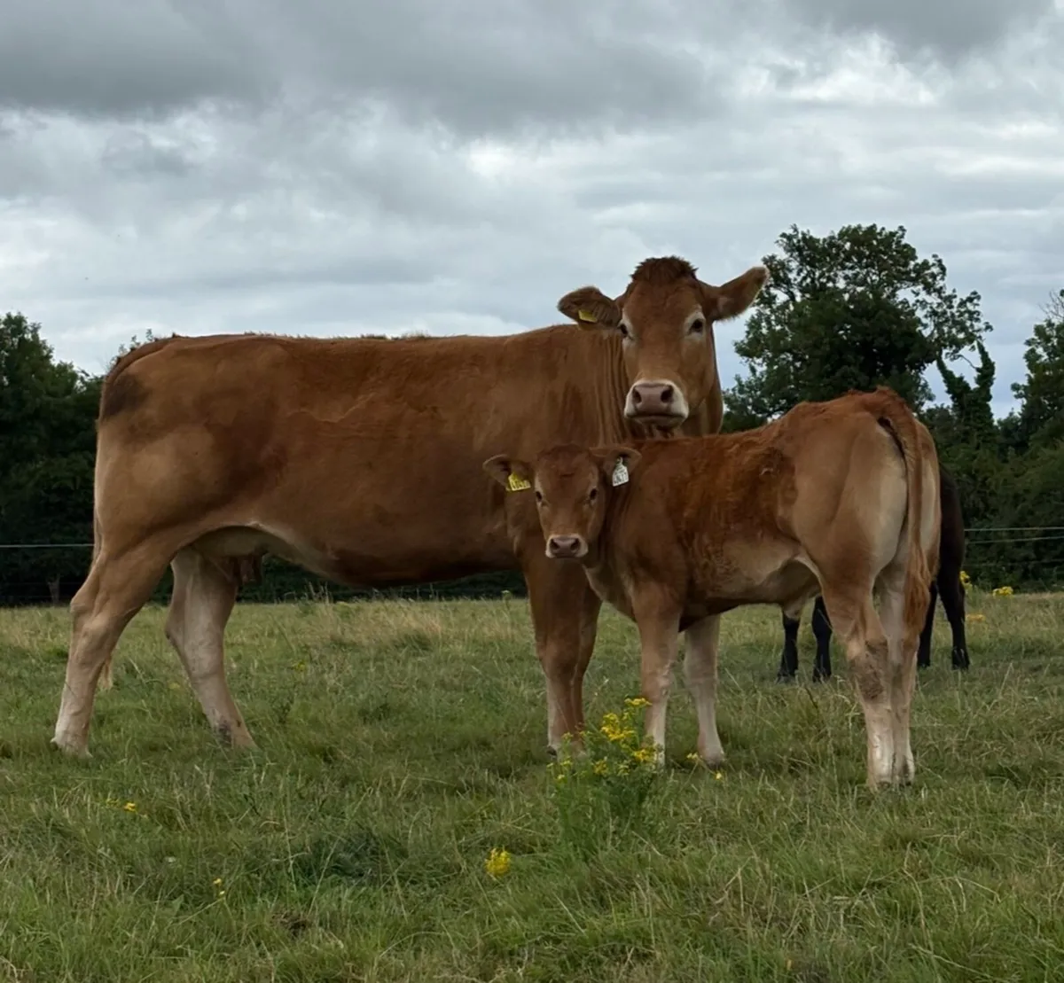 Pedigree limousine Cow and calf Incalf to Mccabe - Image 2