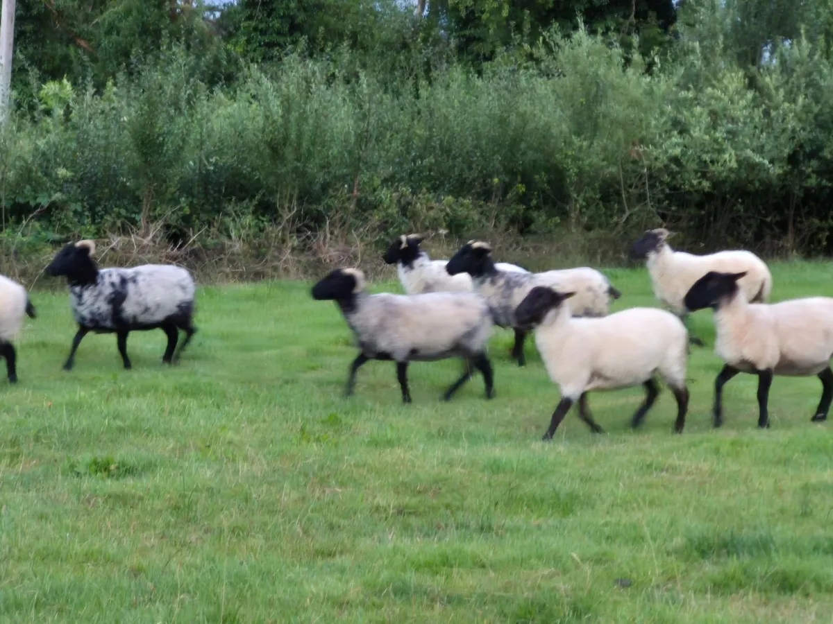Hoggets - Image 2