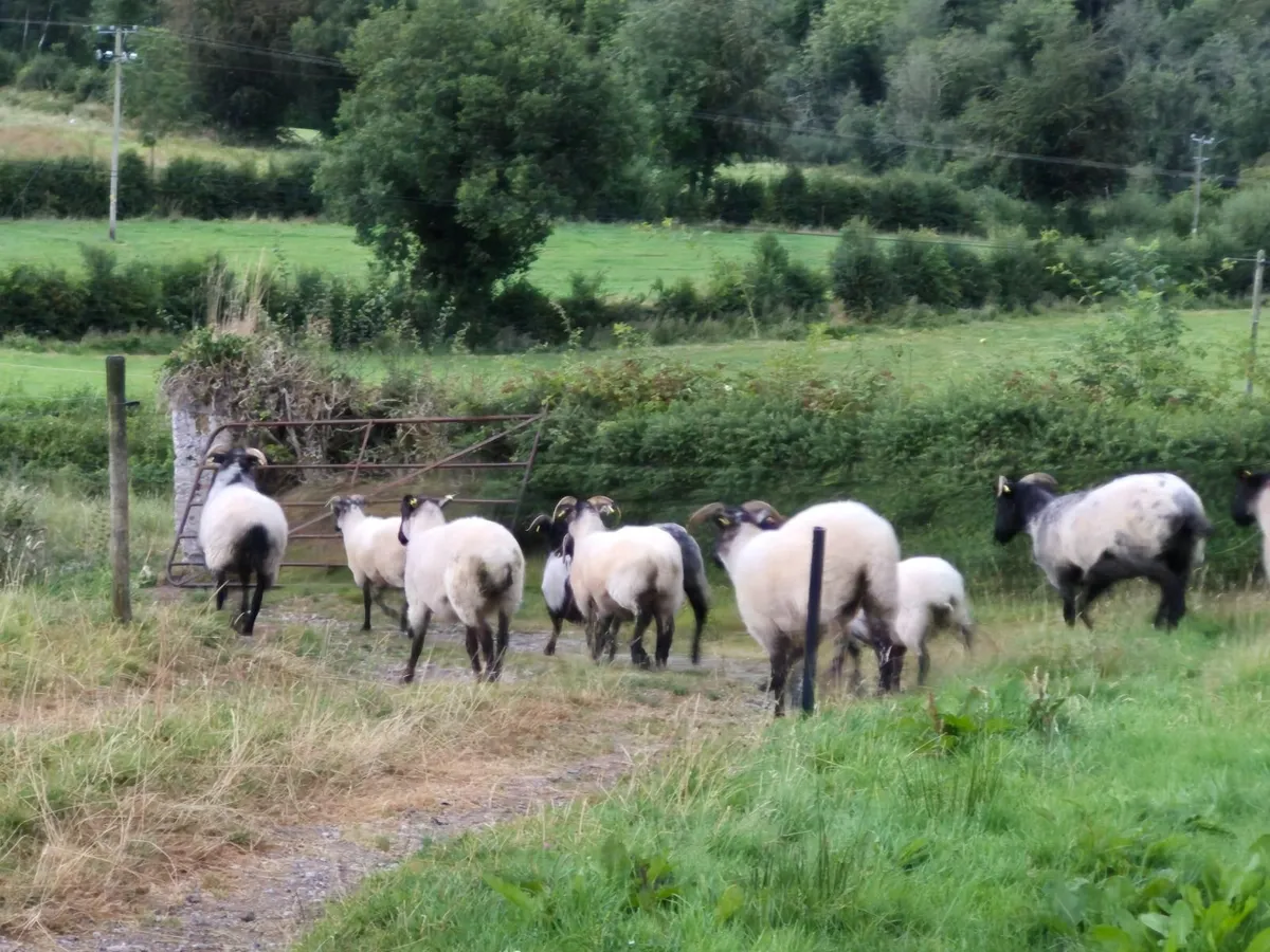 Hoggets - Image 3