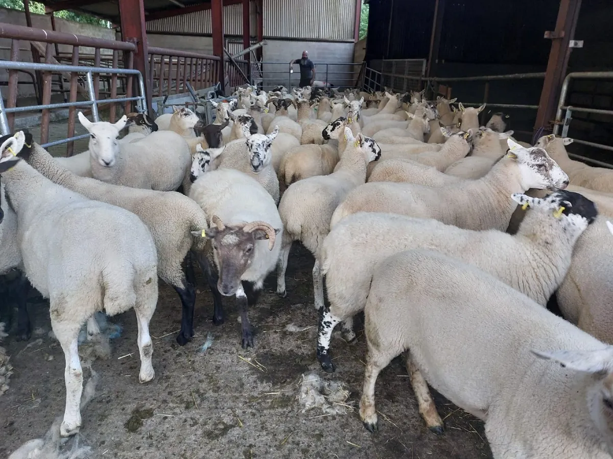 Hoggets - Image 2