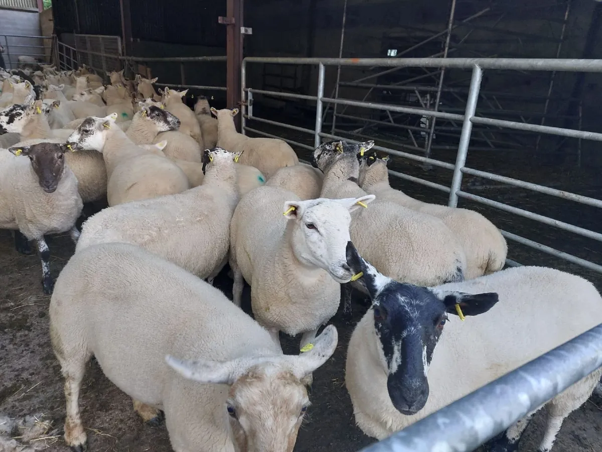 Hoggets - Image 1