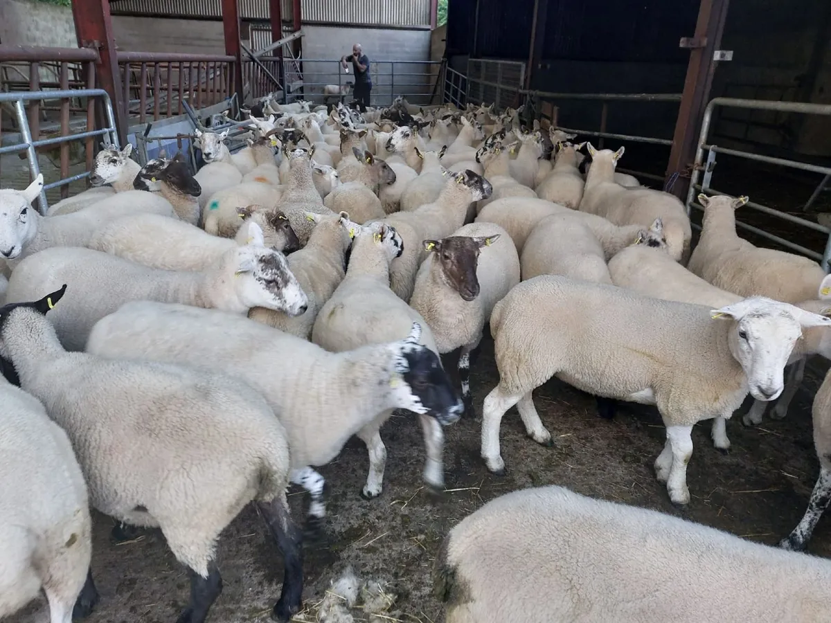 Hoggets - Image 4