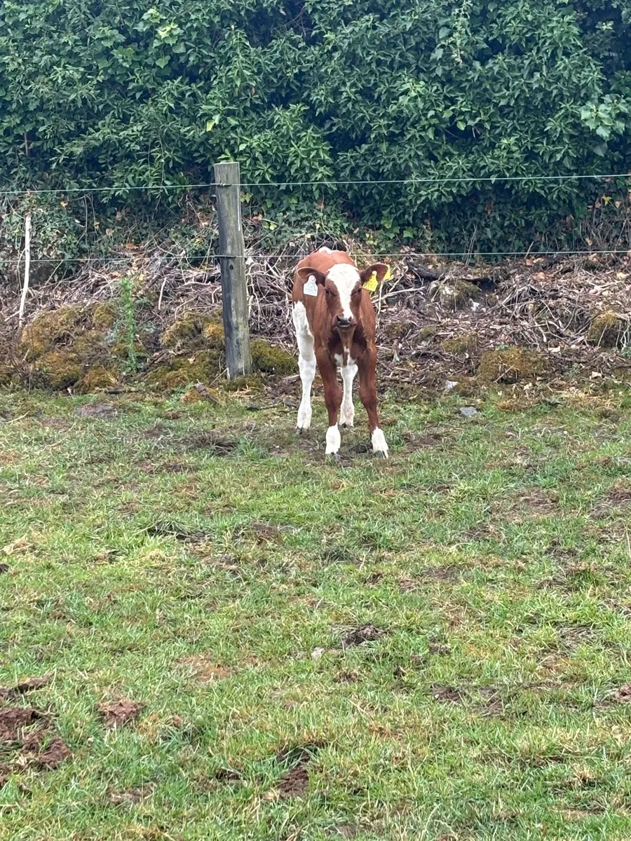 Cow with BB heifer calf at foot - Image 3