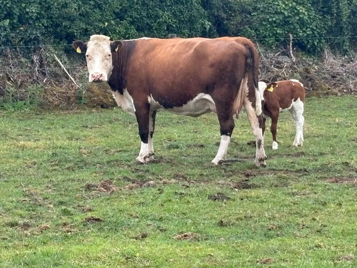Cow with BB heifer calf at foot - Image 4