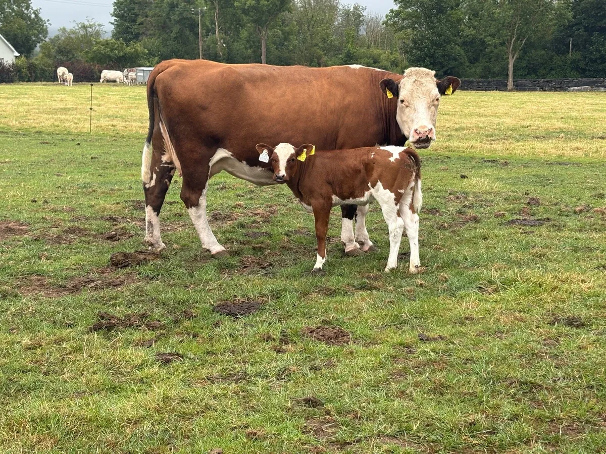 Cow with BB heifer calf at foot - Image 1